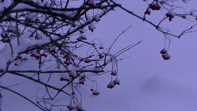 Надежда Ковалёнок На снегу калина смотреть онлайн