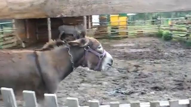 ОСЕЛ ЛАЦА смотреть онлайн
