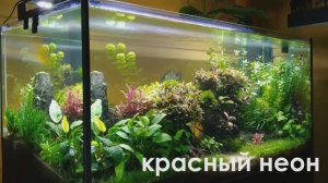 Красный неон в аквариуме «Живописное ущелье» (Геннадий Курганский, участник конкурса HADC 2023)