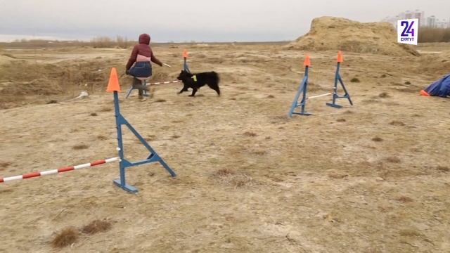 В Сургуте может открыться центр для дрессировки собак смотреть онлайн