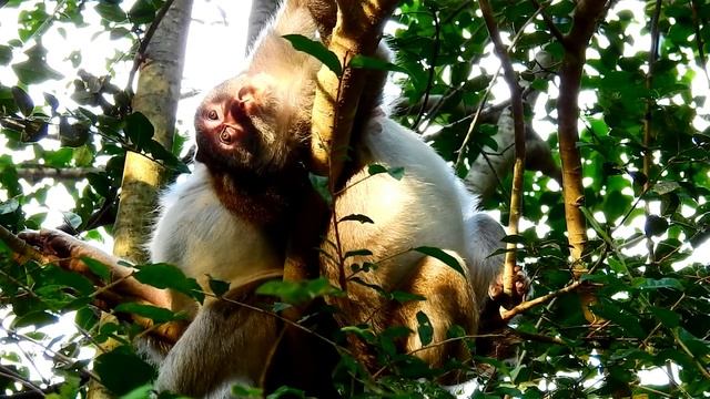 Jane Monkey Got Comfort Grooming From Big Mona Monkey , ASMR Grooming