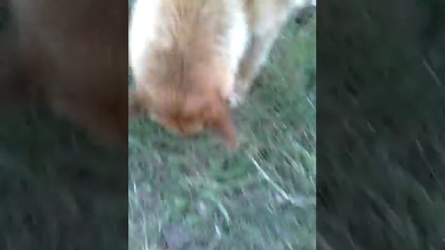 0 реакции на мяч!!! смотреть онлайн