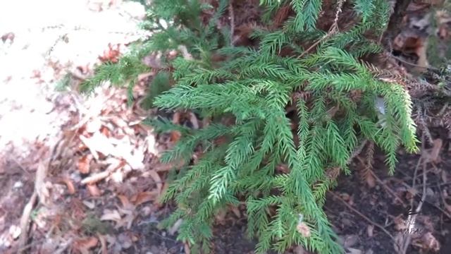 Cryptomeria Japonica 'Spiralis' Kryptomerie Japonská