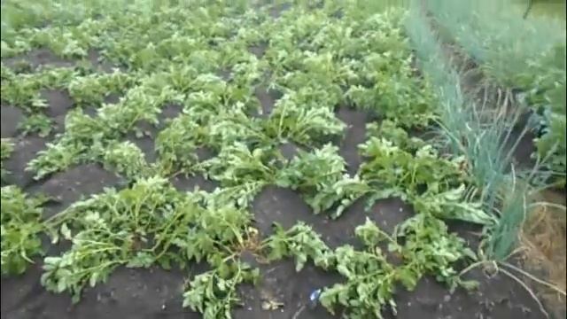 Долгожданная гроза смотреть онлайн