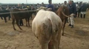 мол бозори Бохтар Хочи шариф Буқа ва буқача