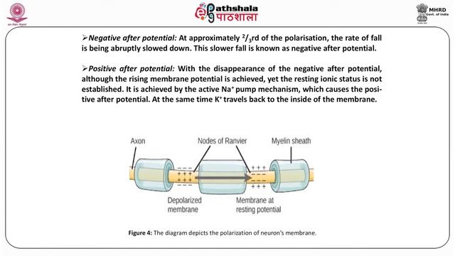 M-29. Membrane Current, Propagation of the Nerve Impulse, synapse, synaptic transmission смотреть онлайн