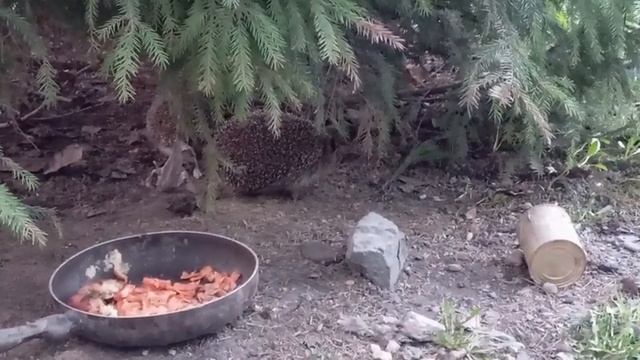 У нас опять Ежовое хозяйство смотреть онлайн