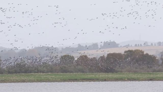 Pink footed Geese смотреть онлайн