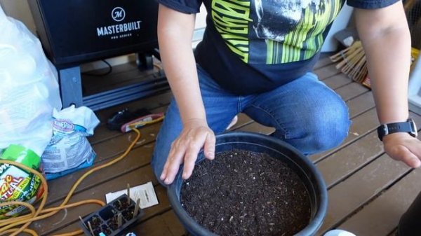 Growing Dwarf Tomatoes For Compact/Urban Gardens | Purple Reign Tomato