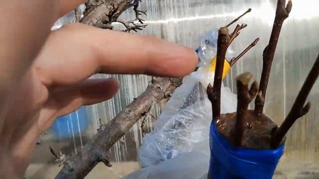 Прививка пяти сортов груши на одно дерево. смотреть онлайн