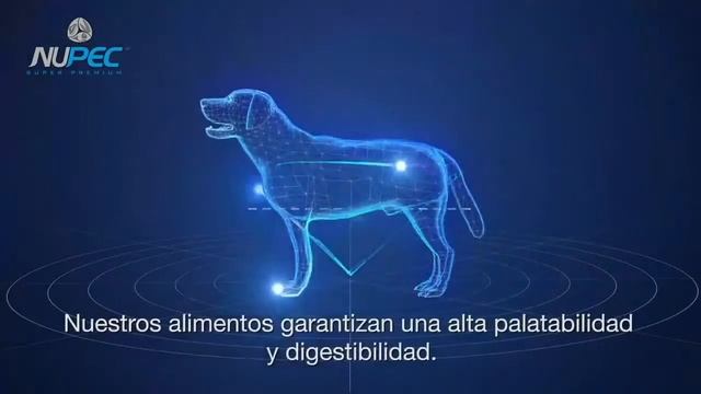 Webinars Nupec 2020 | Parasitología Medicina Felina смотреть онлайн