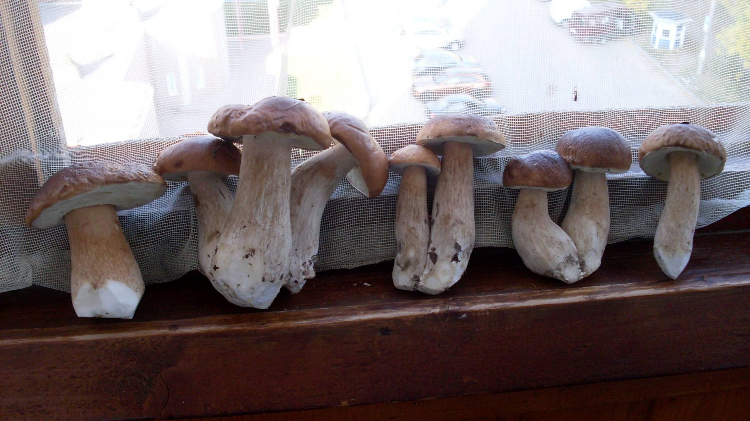 Сезон грибов завершен смотреть онлайн