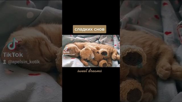 #спокойнойночи #сладкихснов #котики #кот #котенок #рыжик #funnycats #kitten #cats #goodnight смотреть онлайн