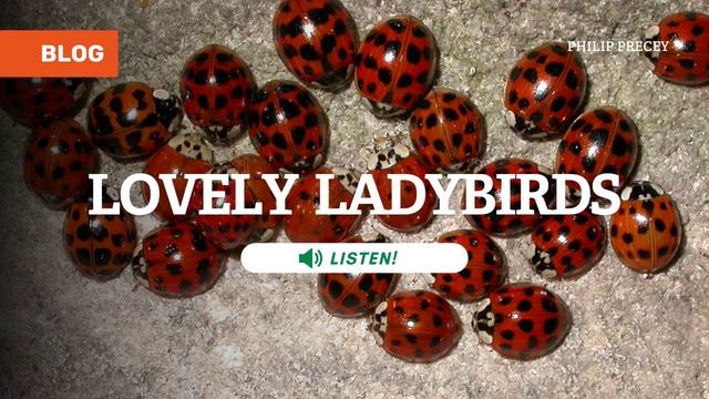 Lovely Ladybirds Blog смотреть онлайн