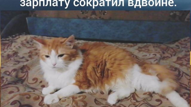 Без кота жизнь не та. смотреть онлайн