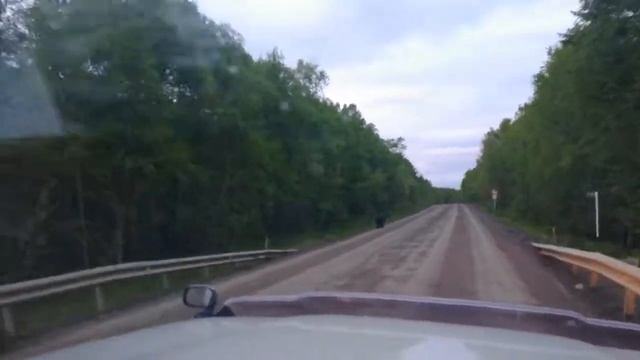 Медведь. Сахалин. смотреть онлайн