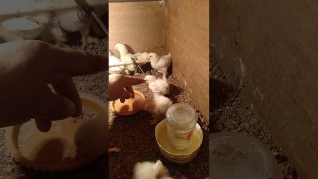 Брама и доминат нам 3 недели смотреть онлайн