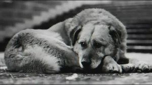 Так мог написать только Эдуард Асадов