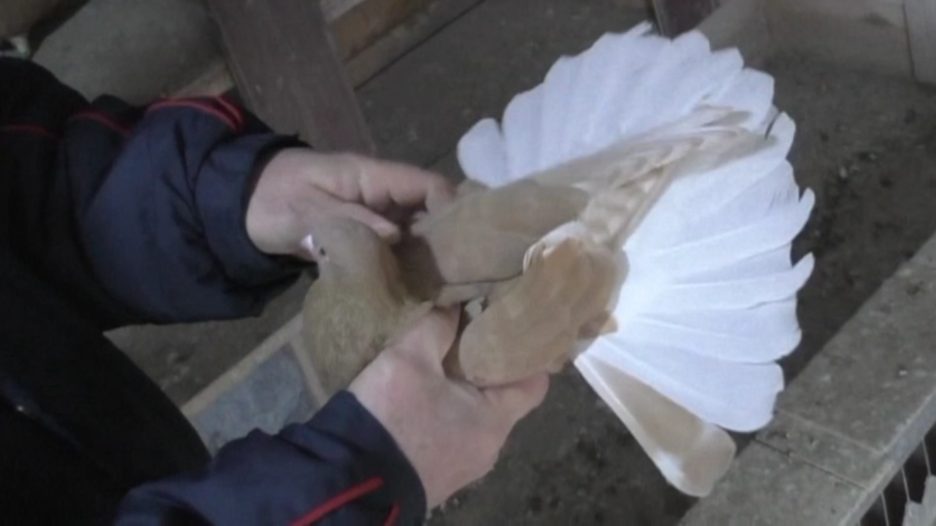 Голуби для тех кто понимает. смотреть онлайн