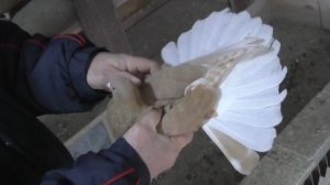 Голуби для тех кто понимает.