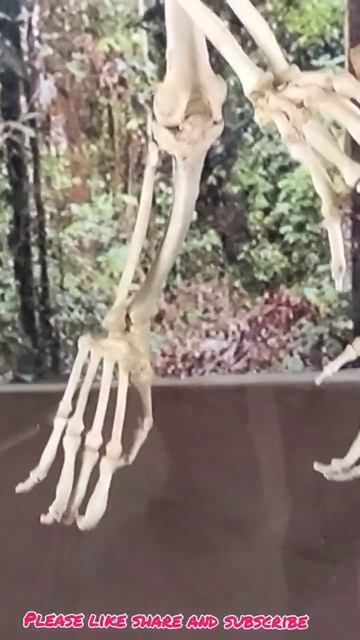 🦧🦧Skeleton of Orangutan 🦧🦧 смотреть онлайн