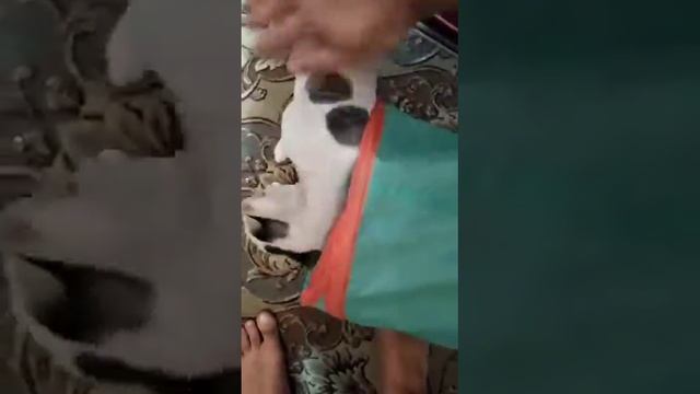 Кот Жульен баран смотреть онлайн