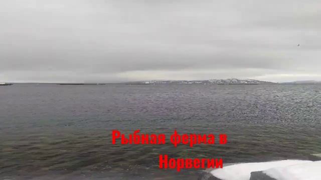 Рыбная ферма в Норвегии по выращиванию лосося, salmon fish farm in Norway смотреть онлайн