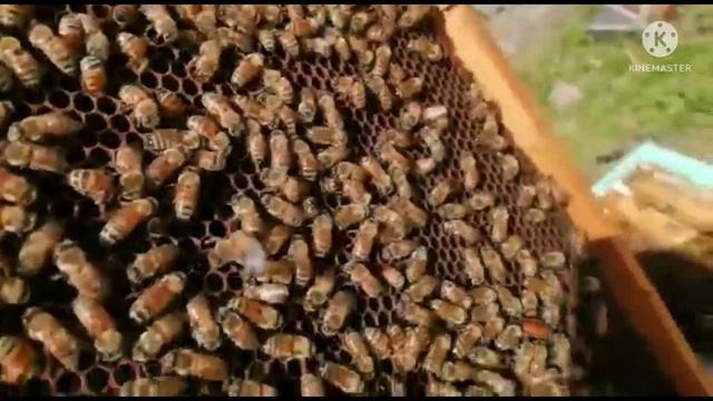 работа пчеломатки бакфаст ИО от Доброго Плотника смотреть онлайн