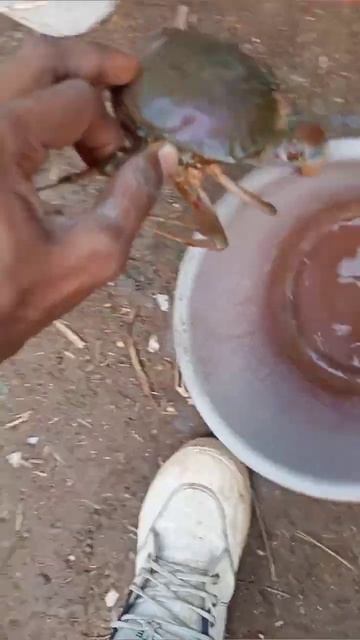 Mud crab shorts | viral shorts video #shorts #viralshorts #aquarium #fish #roby смотреть онлайн