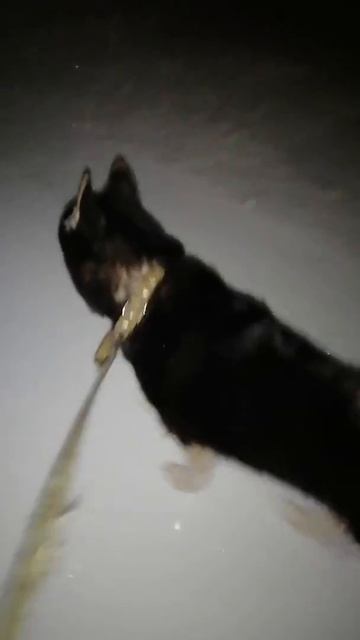 Хаски и котики смотреть онлайн