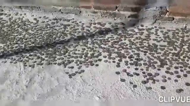 ASÍ LIMPIO MIS MONEDAS. смотреть онлайн