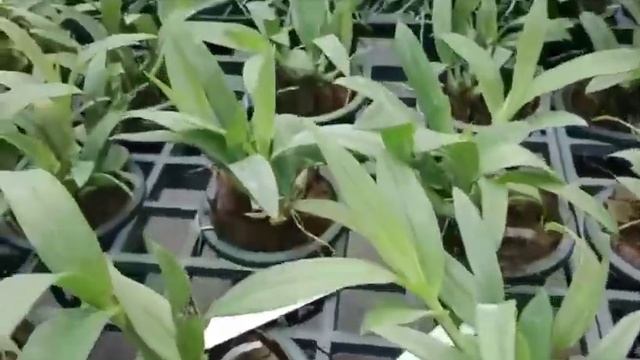 Dendrobium Mini Yaya Victoria (Compact Size) смотреть онлайн