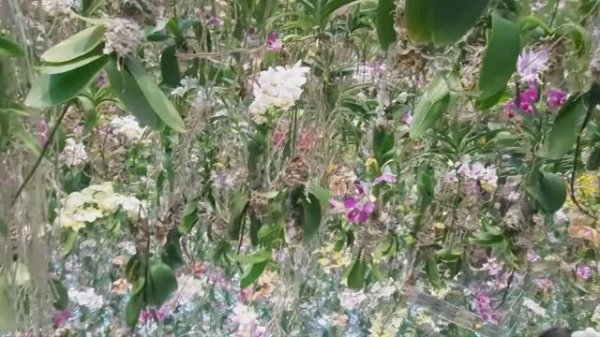 Это красиво. Иммерсивное шоу в Токио (TeamLab Tokyo)