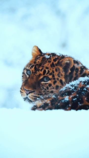 Доброе Утро✨ Леопард очень красивый🐆 Good Morning And Good Luck🍀#video #shorts #new