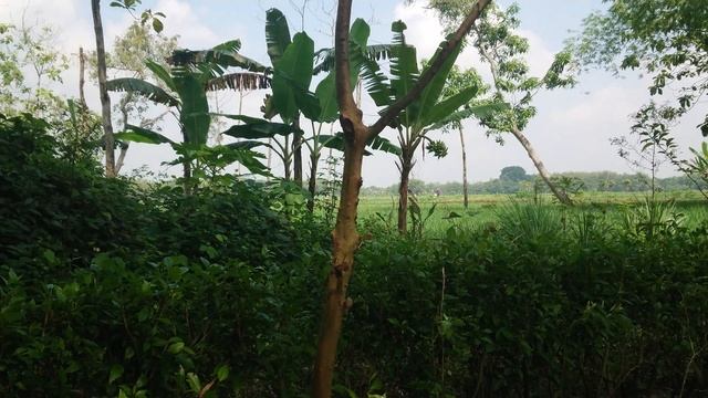 Sony XZ1 COMPACT 4K Video Test Nature смотреть онлайн