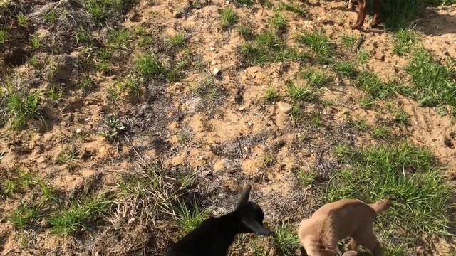 Снимаю редко, но метко ✌️ Когда решил запечатлеть… 😉 смотреть онлайн