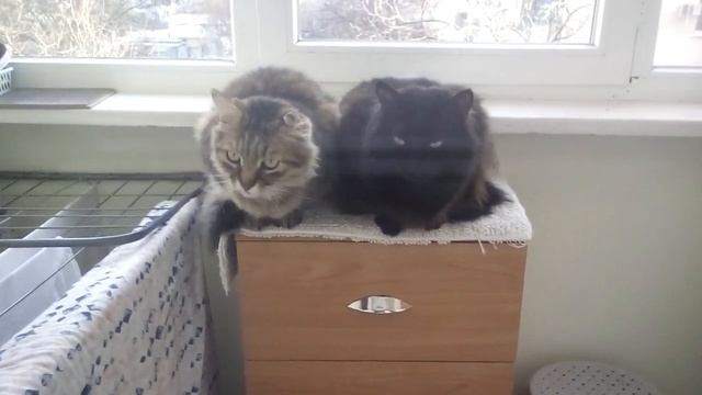 котики Мотя и барсик #коти #кот смотреть онлайн
