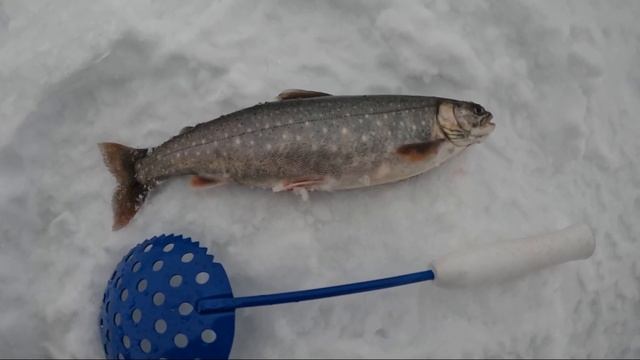 Минное поле из жерлиц. Ловля арктического гольца!!! смотреть онлайн
