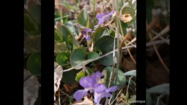 Взгляд через призму души... 🌿🌳🌷🌸🌺 смотреть онлайн