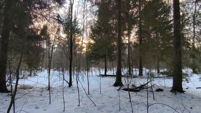 Солнечный день в зимнем лесу. ч.3. Январь 2025 смотреть онлайн