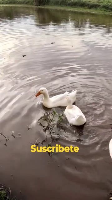 PATOS COME TORTILLA | santuario de aves #mexico #jalisco #pajaros #natural #patos #shorts #short смотреть онлайн