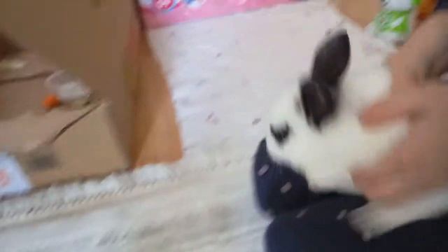 Хитрый кролик Бафи играет с нами дома смотреть онлайн