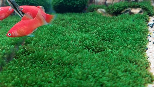 How to Care for minifiss Moss - Perfect Plant For Fish And Shrimp Breeding смотреть онлайн