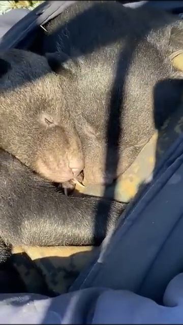 КАК МЕДВЕЖАТА СПЯТ С ЧЕЛОВЕКОМ смотреть онлайн