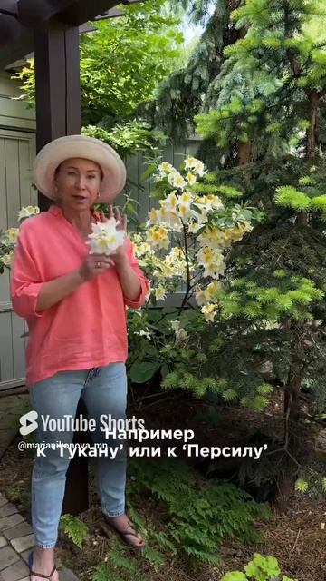 АЗАЛИЯ ДЛЯ ВАШЕГО САДА. смотреть онлайн