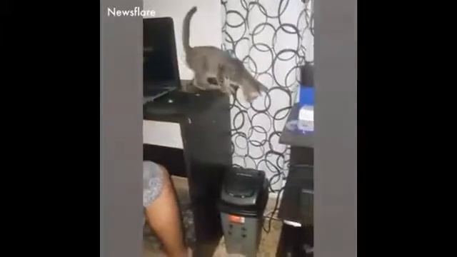 ТЕСТ НА ПСИХИКУ: КОТЫ.Смешная озвучка смотреть онлайн