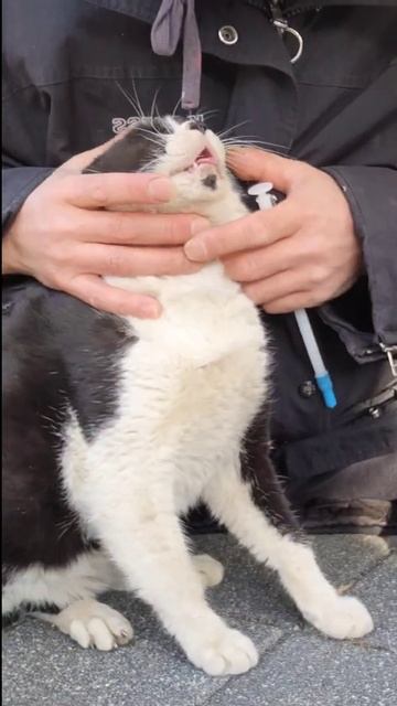 고양이 헛배 부른다 싶으면 꼭.. - 세마리 구충하는데 9초 смотреть онлайн