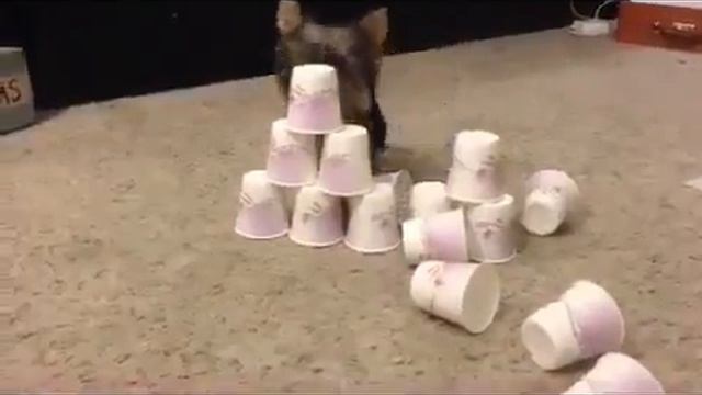 Приколы с весёлыми и забавными животными!!!№16 смотреть онлайн