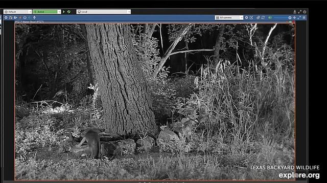 Встреча енота и серого лисенка возле водички попить#Texas Wildlife смотреть онлайн