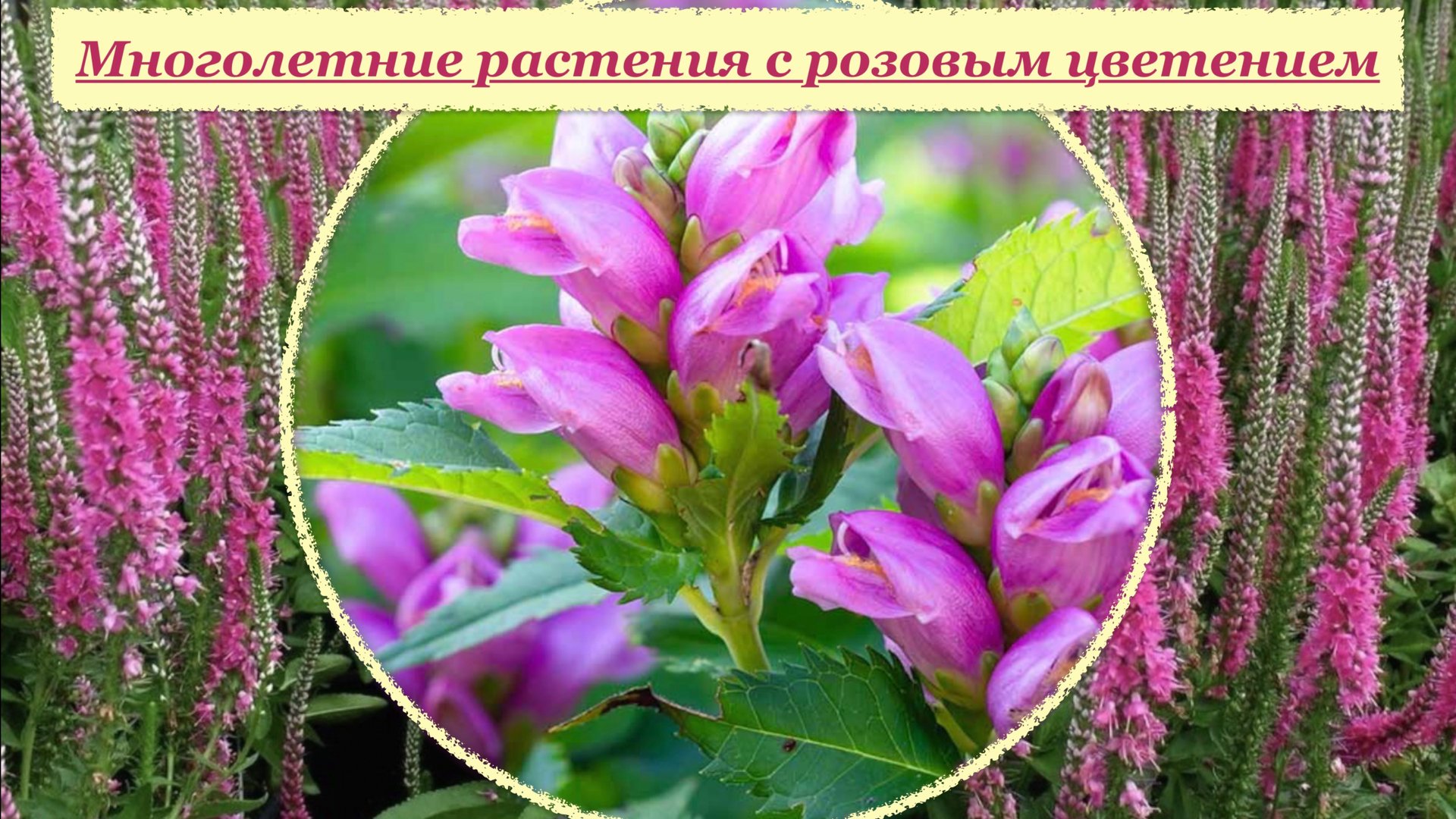 Многолетний сад в розовом наряде. Подбор многолетних растений с цветением в розовых тонах. смотреть онлайн